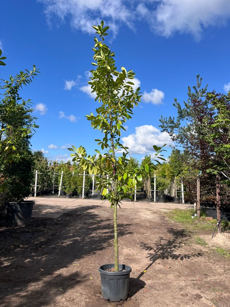 3x Laurierkers, Prunus 'Novita', leigeschikt, wintergroen, ca. 3 m hoog – foto 3 – kavel bij Onlineveilingmeester, Ederveen