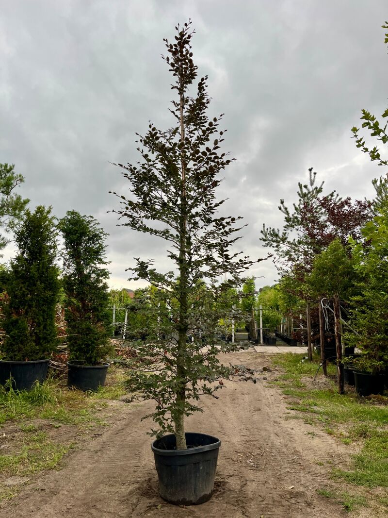 Ca. 10x Beuk, Fagus Sylvatica, geveerd, groenbladig/roodbladig, ca. 4-5 m hoog – foto 8 – kavel bij Onlineveilingmeester, Ederveen