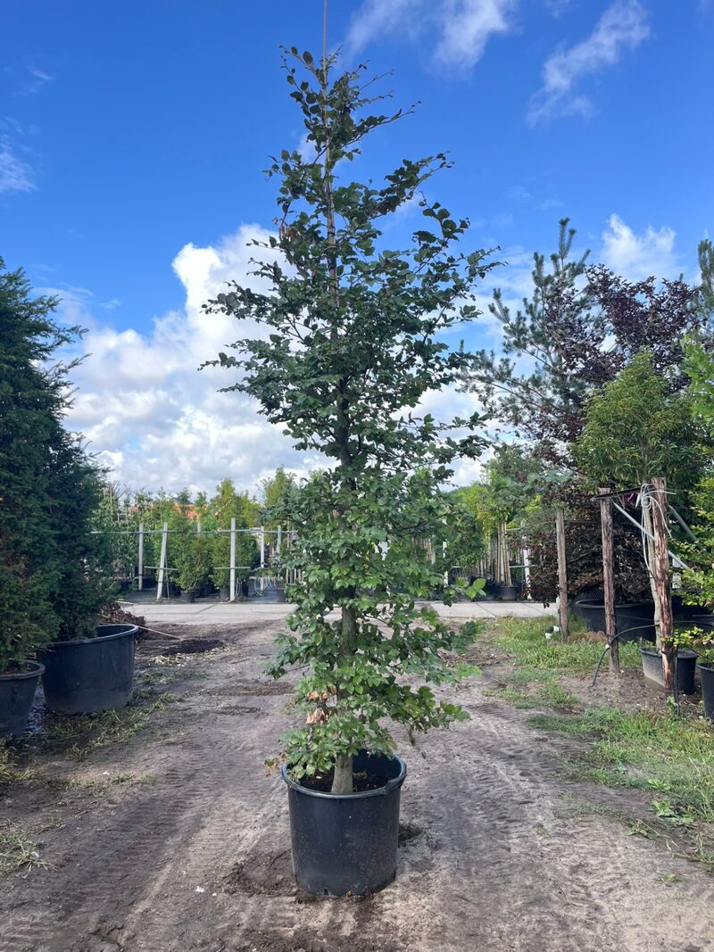 5x Rode beuk, Fagus 'Atropunicea', zuilvorm, roodbladig, ca. 4-5 m hoog – foto 5 – kavel bij Onlineveilingmeester, Ederveen
