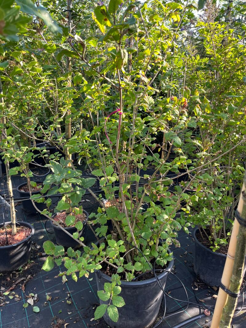 8x Sierstruiken, Syringa Vulgaris, Parrotia Persica, sierheester, bloei/herfstverkleuring, ca. 125-175 cm hoog – foto 2 – kavel bij Onlineveilingmeester, Ederveen