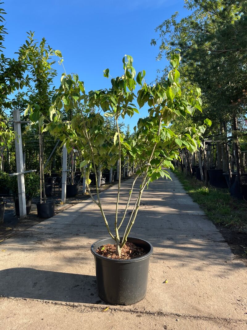3x Japanse kornoelje, Cornus 'China Girl', meerstammig, witte bloei, ca.150 cm hoog – foto 3 – kavel bij Onlineveilingmeester, Ederveen