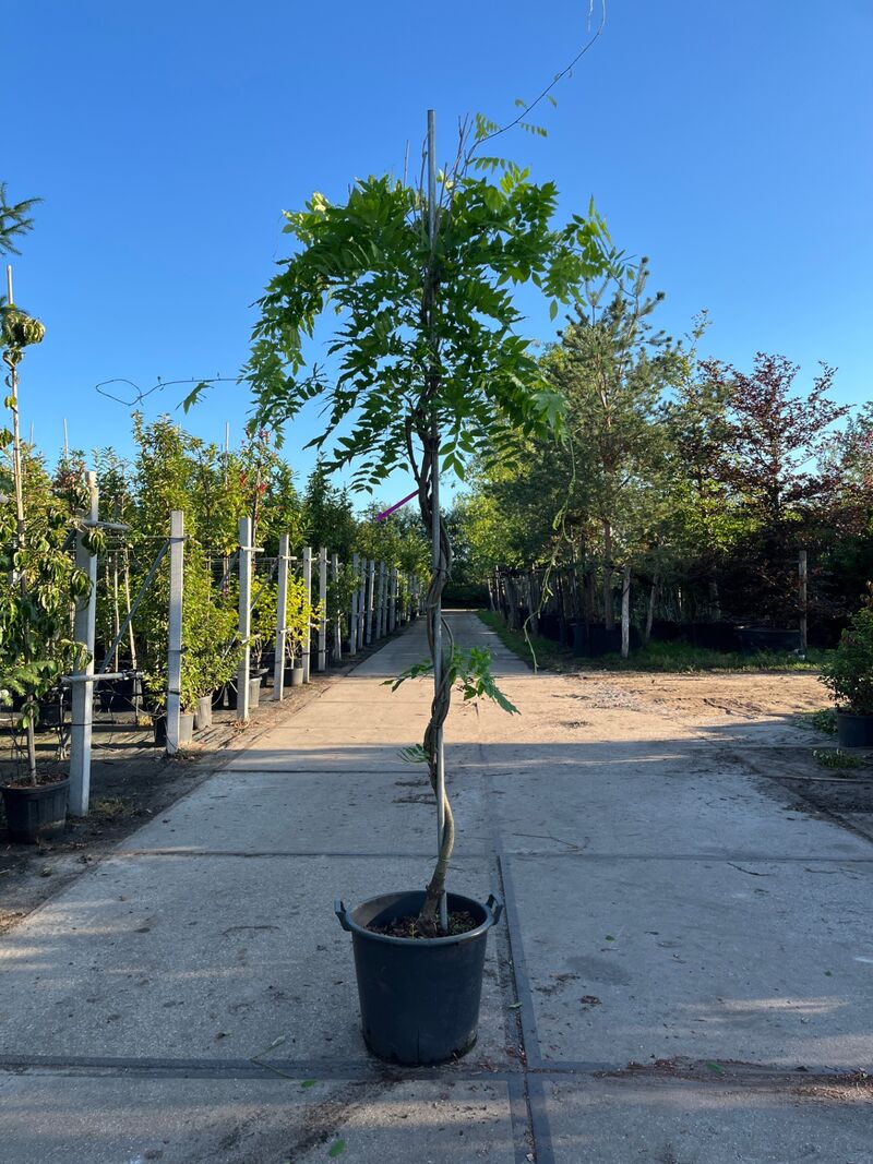 3x Blauweregen, Wisteria 'Prolific', dakvorm, blauwe bloei, ca. 2.5 m hoog – foto 3 – kavel bij Onlineveilingmeester, Ederveen