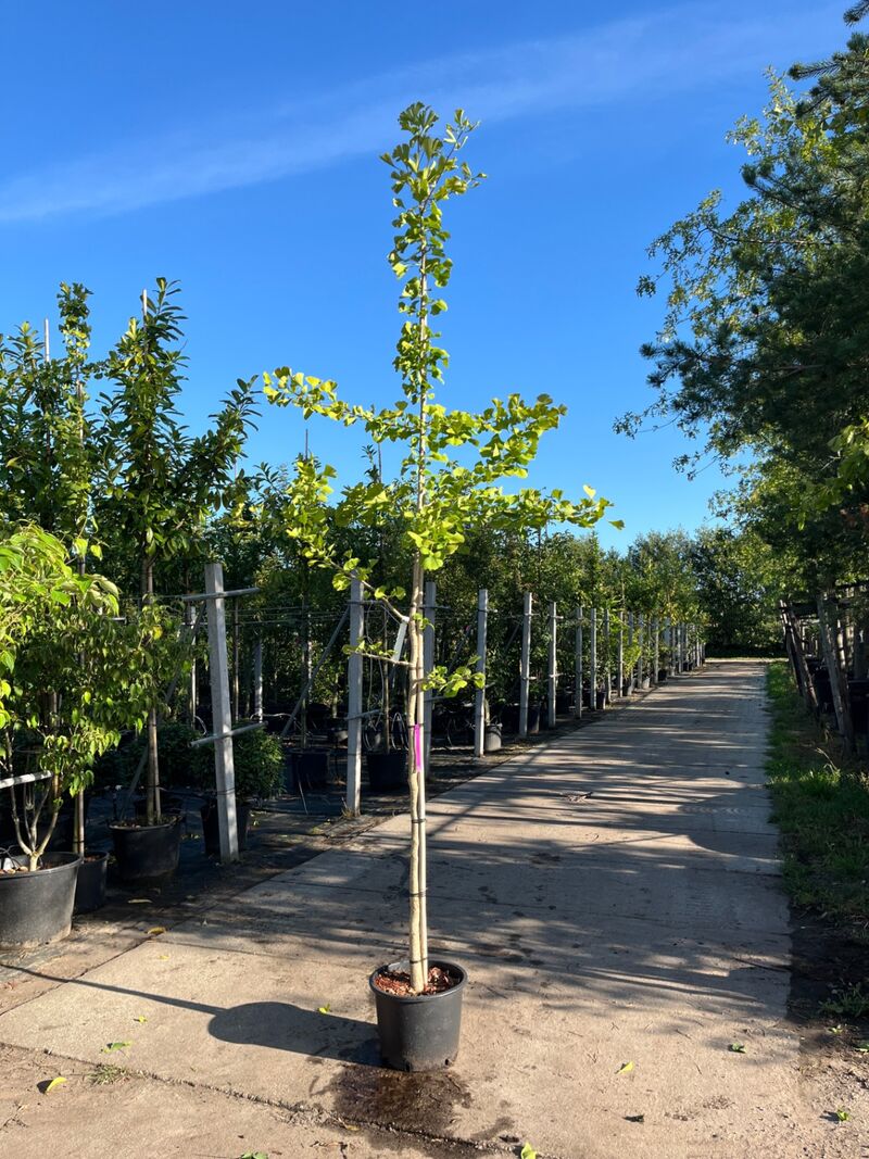 3x Japanse notenboom, Ginkgo Biloba, loofboom, gele herfstkleur, ca. 3-3.5 m hoog – foto 3 – kavel bij Onlineveilingmeester, Ederveen