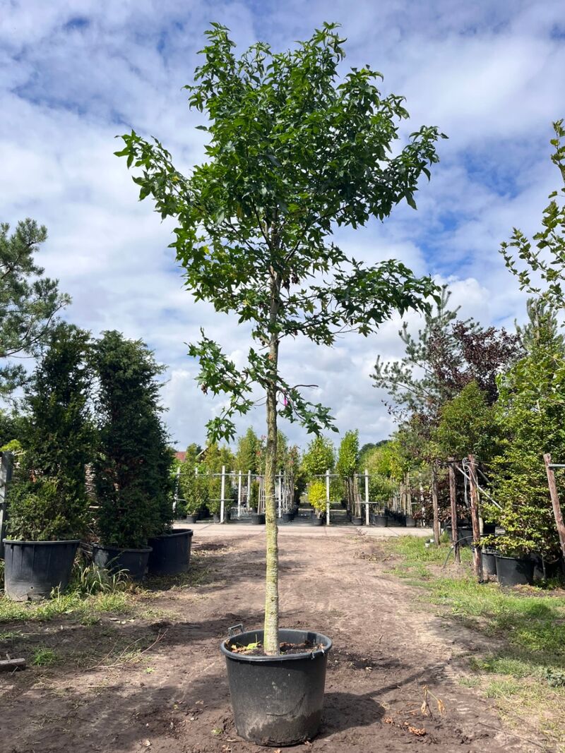 3x Amberboom, Liquidambar Styraciflua, hoogstam, herfstverkleuring, ca. 5 m hoog – foto 3 – kavel bij Onlineveilingmeester, Ederveen