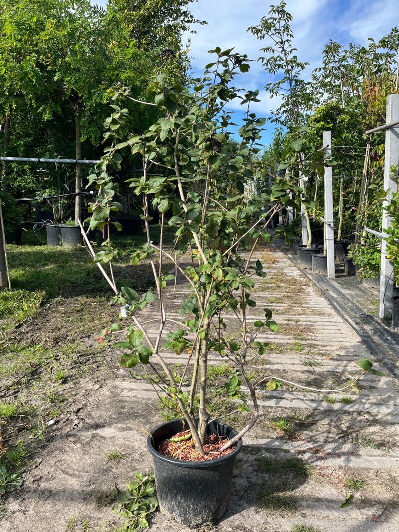 Ca. 25x Gemengde landschapshaag, Cornus Mas E.a., sierplantsoen, bloei/herfstverkleuring, ca. 75-200 cm hoog – foto 8 – kavel bij Onlineveilingmeester, Ederveen