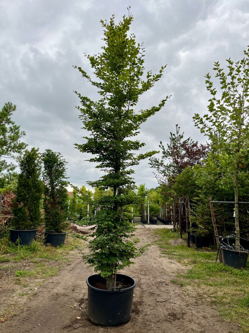 3x Beuk, Fagus Sylvatica, geveerd, groenbladig, ca. 5-6 m hoog – foto 3 – kavel bij Onlineveilingmeester, Ederveen