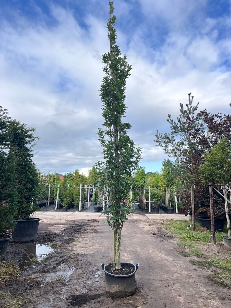 2x Moeraseik, Quercus Green Pillar, zuilboom, ca. 5 m hoog – foto 2 – kavel bij Onlineveilingmeester, Ederveen