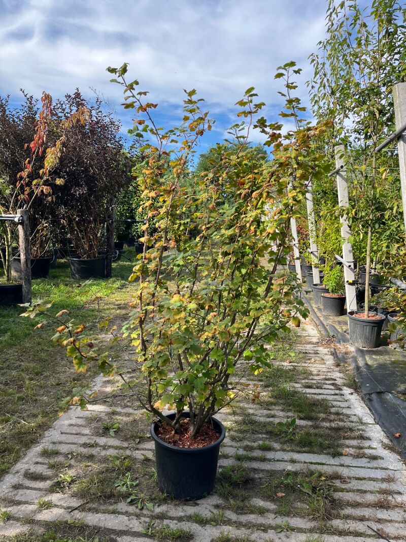 Ca. 25x Gemengde landschapshaag, Cornus Mas E.a., sierplantsoen, bloei/herfstverkleuring, ca. 75-200 cm hoog – foto 6 – kavel bij Onlineveilingmeester, Ederveen