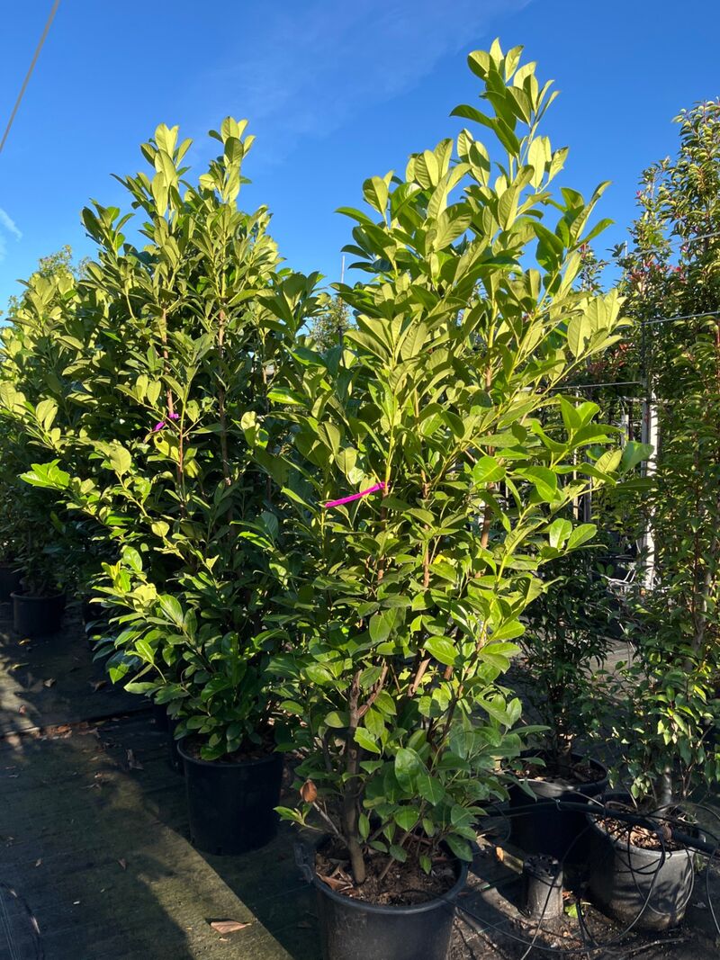9x Laurierkers, Prunus 'Rotundifolia', haagplant, wintergroen, ca. 150-200 cm hoog – foto 2 – kavel bij Onlineveilingmeester, Ederveen
