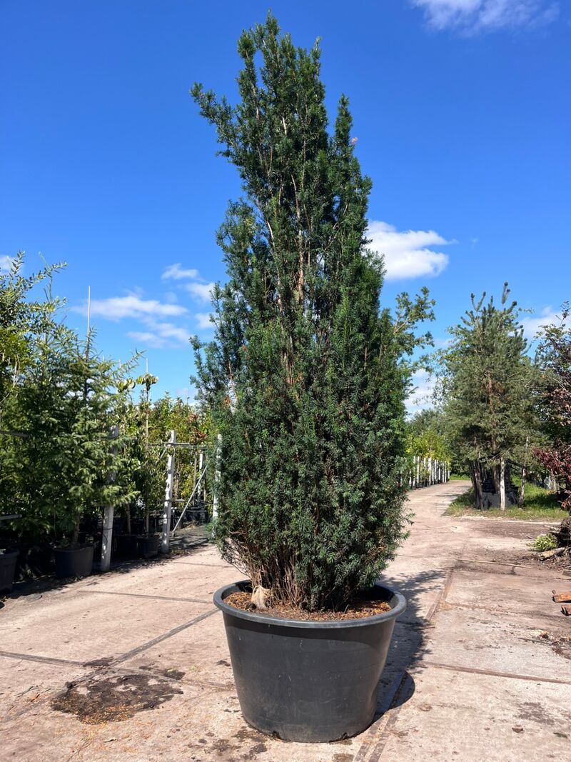 2x Venijnboom, Taxus Baccata, haagplant, wintergroen, ca. 350-400 cm hoog – foto 2 – kavel bij Onlineveilingmeester, Ederveen