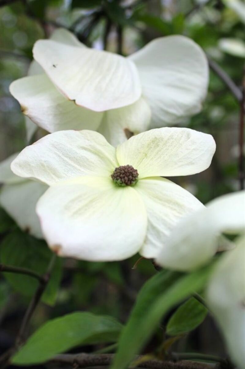 2x Grootbloemige kornoelje, Cornus 'Eddie's White Wonder', bloesemboom, witte bloei, ca. 2-2.5 m hoog – foto 3 – kavel bij Onlineveilingmeester, Ederveen