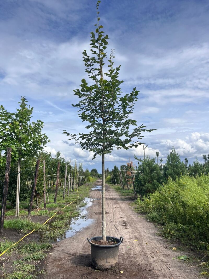 4x Koningslinde, Tilia Platyphyllos, hoogstam, ca. 5 m hoog – foto 2 – kavel bij Onlineveilingmeester, Ederveen