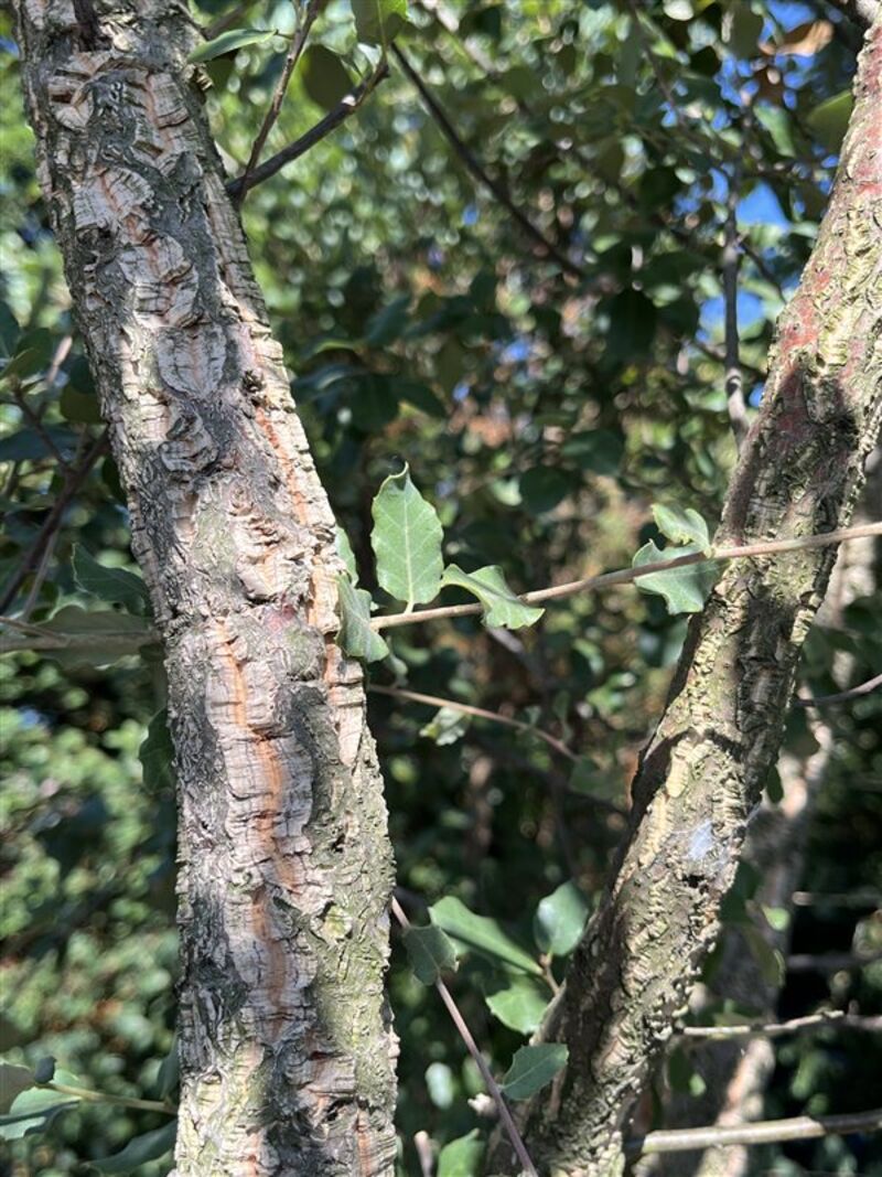Kurkeik, Quercus Suber, meerstammig, kurkstam, ca. 2-2.5 m hoog – foto 2 – kavel bij Onlineveilingmeester, Ederveen