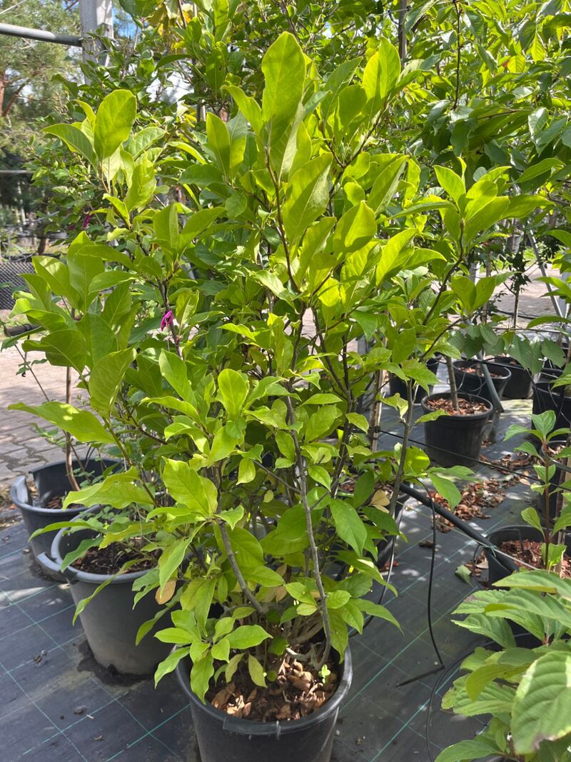 Ca. 12x Sierstruik, Syringa, Magnolia E.a., sierheester, bloei/herfstverkleuring, ca. 100-200 cm hoog – foto 9 – kavel bij Onlineveilingmeester, Ederveen