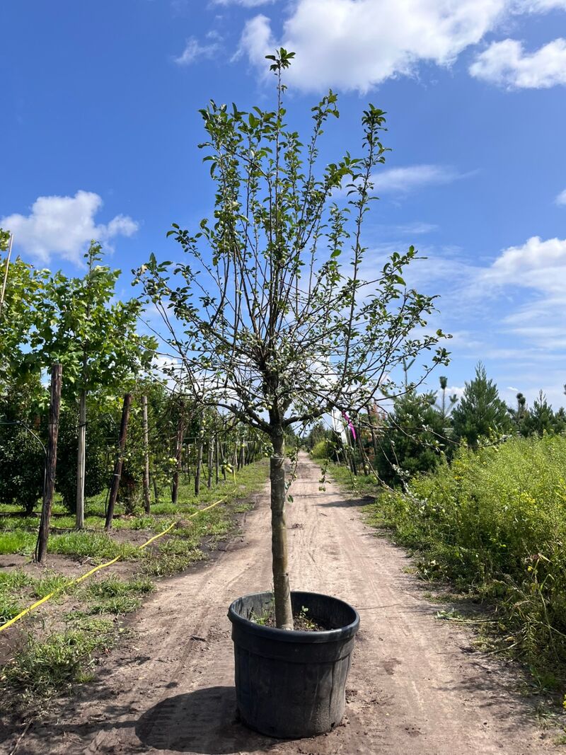 2x Sierappel, Malus 'Red Sentinel', bloesemboom, rode sierappeltjes, ca. 2 m hoog – foto 2 – kavel bij Onlineveilingmeester, Ederveen