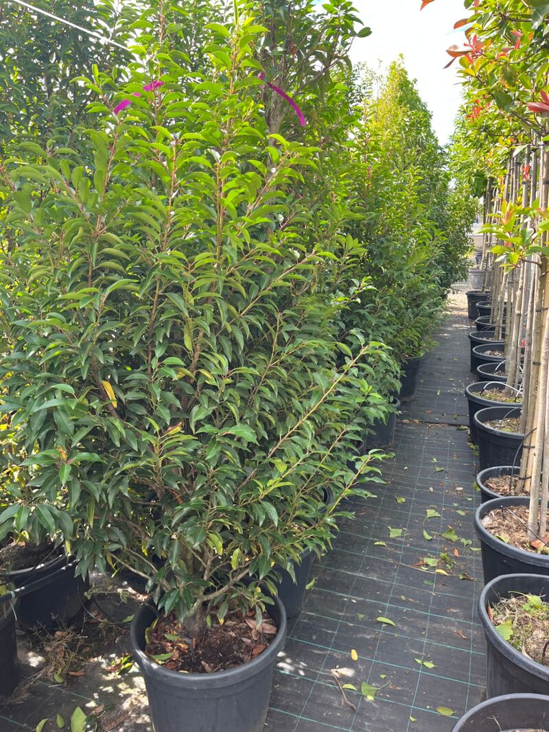 Ca. 25x Portugese laurier, Prunus Lusitanica, haagplant, wintergroen, ca. 125-175cm hoog – foto 3 – kavel bij Onlineveilingmeester, Ederveen