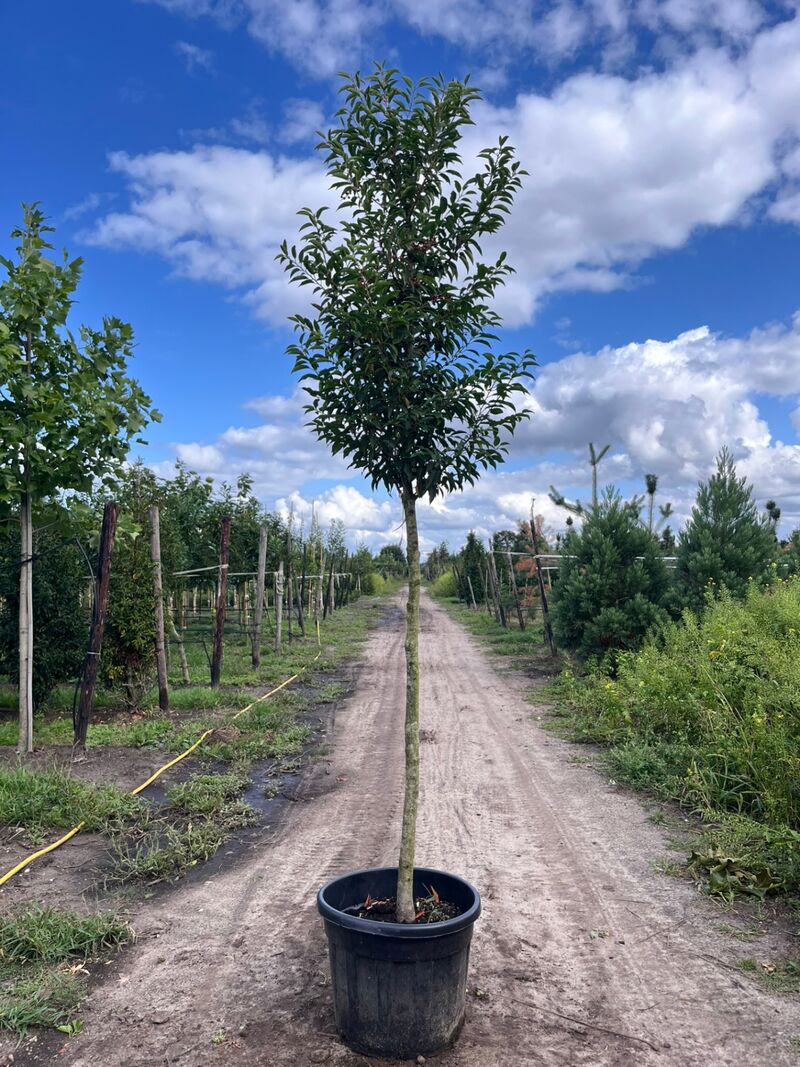 5x Portugese laurier, Prunus 'Angustifolia', leigeschikt, wintergroen, ca. 3-4 m hoog – foto 4 – kavel bij Onlineveilingmeester, Ederveen