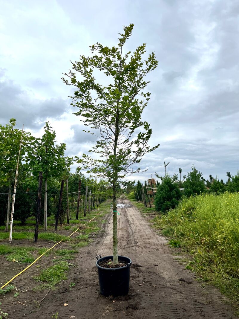 3x Beuk, Fagus Sylvatica, hoogstam, groenbladig, ca. 5 m hoog – foto 2 – kavel bij Onlineveilingmeester, Ederveen