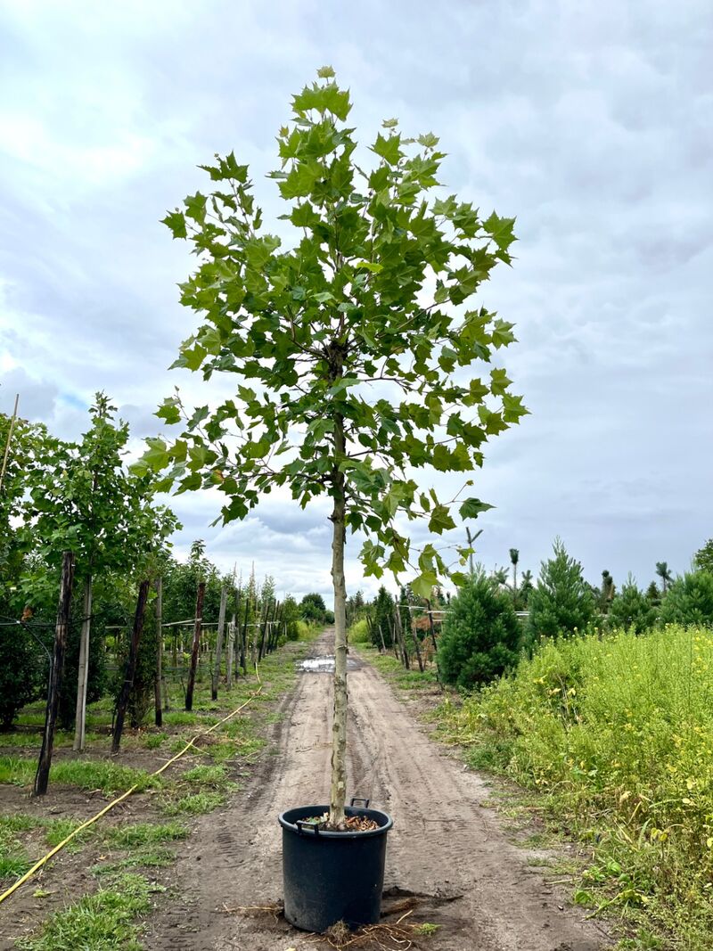 4x Plataan, Platanus Hispanica, hoogstam, ca. 5 m hoog – foto 2 – kavel bij Onlineveilingmeester, Ederveen
