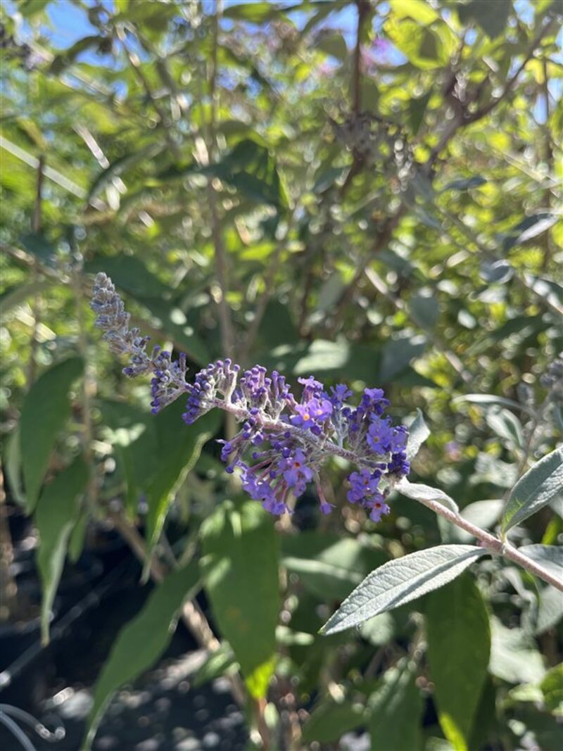 Vlinderstruik, Buddleja 'Adonis Blue', sierheester, paarse bloei, ca. 150-175 cm hoog – foto 2 – kavel bij Onlineveilingmeester, Ederveen