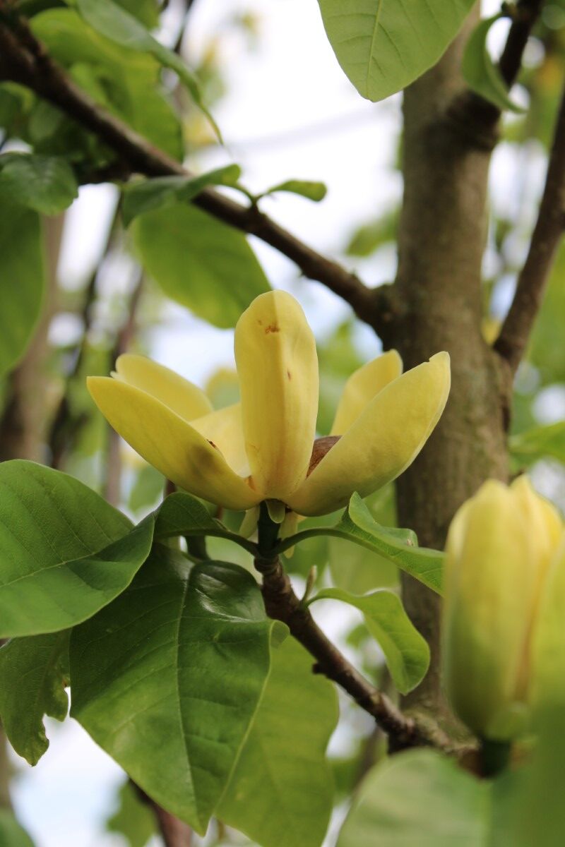 2x Beverboom, Magnolia 'Yellow River', meerstammig, Zachtgele bloei, ca. 200-250 cm hoog – foto 3 – kavel bij Onlineveilingmeester, Ederveen