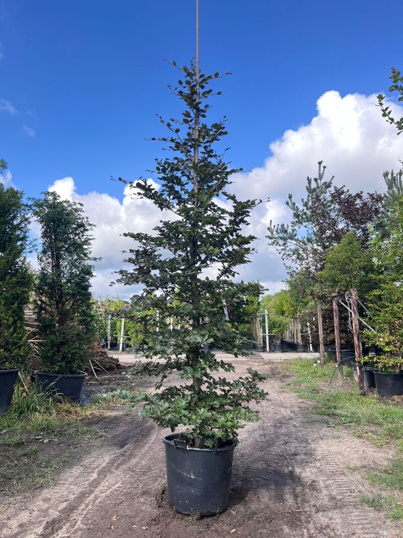 5x Rode beuk, Fagus 'Atropunicea', zuilvorm, roodbladig, ca. 4-5 m hoog – foto 3 – kavel bij Onlineveilingmeester, Ederveen