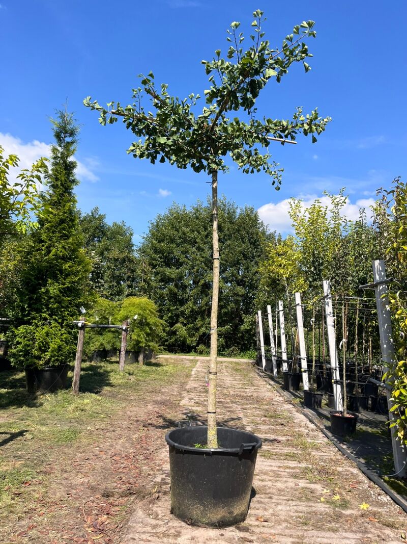 5x Japanse notenboom, Ginkgo Biloba, dakboom, gele herfstkleur, ca. 220 cm stamhoogte – foto 5 – kavel bij Onlineveilingmeester, Ederveen
