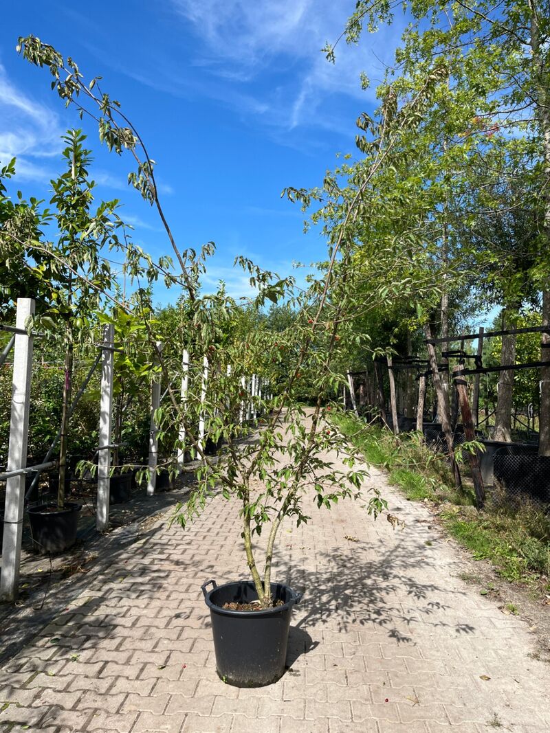2x Gele kornoelje, Cornus Mas, sierheester, gele bloei, ca. 200 cm hoog – foto 2 – kavel bij Onlineveilingmeester, Ederveen