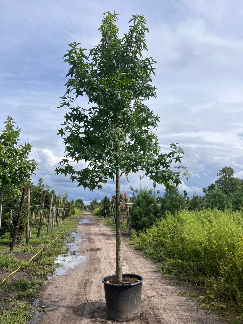 Ca. 10x Amberboom, Liquidambar Styraciflua, laanboom, Herfstverkleuring, ca. 5 m hoog – foto 7 – kavel bij Onlineveilingmeester, Ederveen