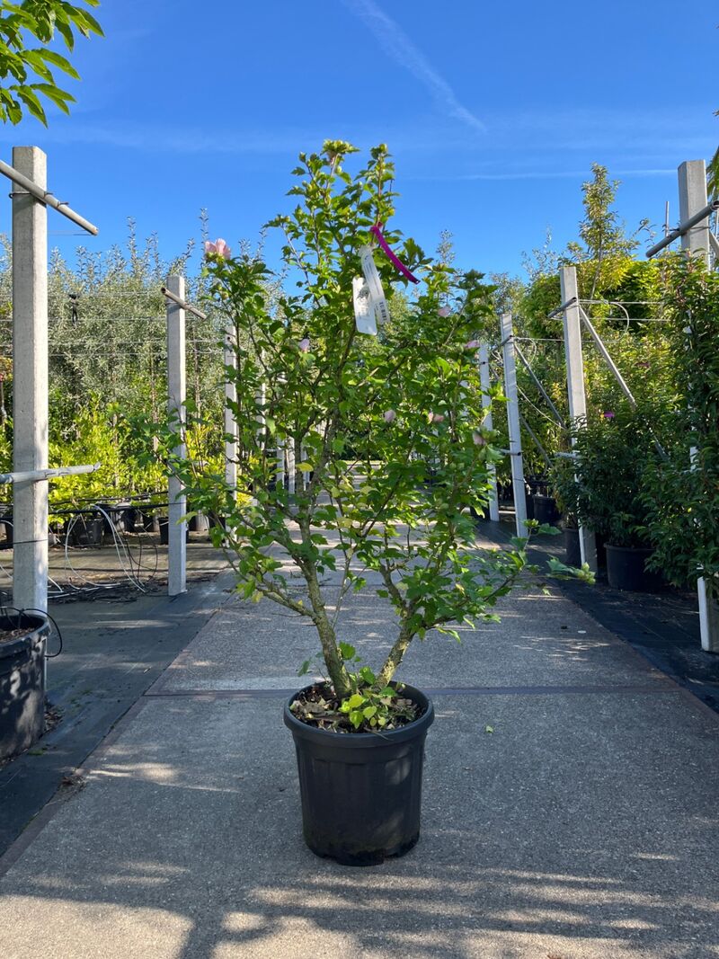 4x Altheastruik, Hibiscus 'Lavendor Chiffon' En 'White Chiffon', sierheester, witte bloei, ca. 75-150 cm hoog – foto 4 – kavel bij Onlineveilingmeester, Ederveen
