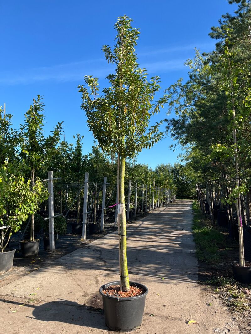 3x Portugese laurier, Prunus Lusitanica, hoogstam, wintergroen, ca. 3-3.5 m hoog – foto 3 – kavel bij Onlineveilingmeester, Ederveen
