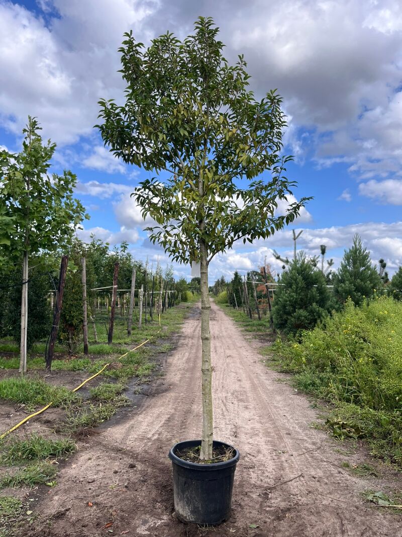 4x Portugese laurier, Prunus 'Angustifolia', leigeschikt, wintergroen, ca. 3-4 m hoog – foto 4 – kavel bij Onlineveilingmeester, Ederveen