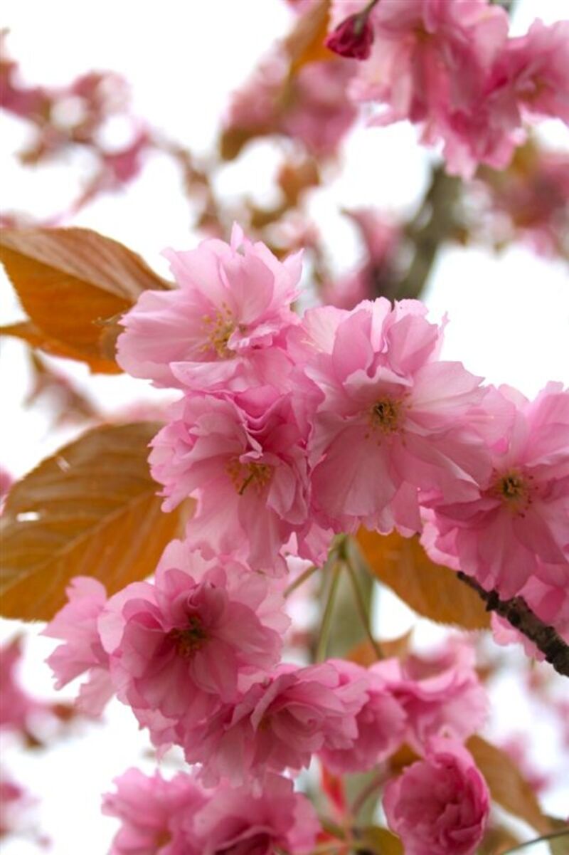Japanse sierkers, Prunus S. 'Kanzan', meerstammig, dieproze bloei, ca. 250 cm hoog – foto 2 – kavel bij Onlineveilingmeester, Ederveen