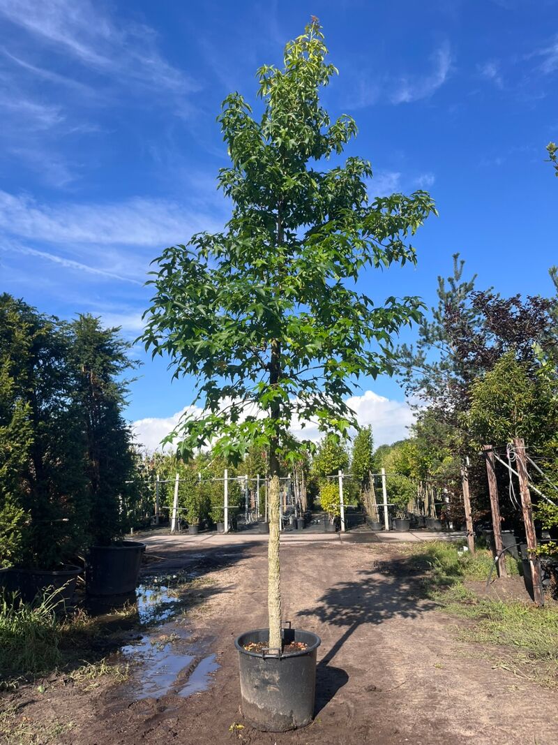 Ca. 10x Amberboom, Liquidambar Styraciflua, laanboom, Herfstverkleuring, ca. 5 m hoog – foto 3 – kavel bij Onlineveilingmeester, Ederveen