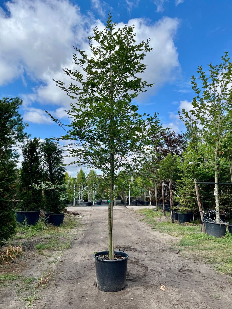 Ca. 10x Beuk, Fagus Sylvatica, geveerd, groenbladig/roodbladig, ca. 4-5 m hoog – foto 3 – kavel bij Onlineveilingmeester, Ederveen