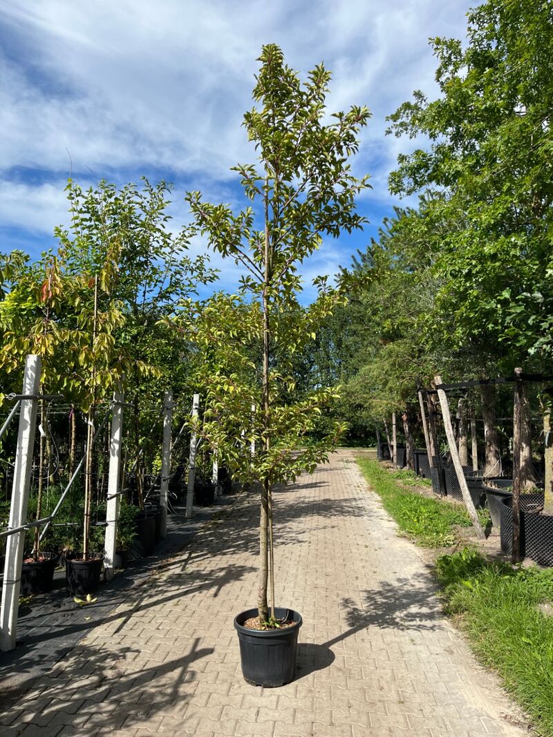 3x Portugese laurier, Prunus 'Brenelia', hoogstam, wintergroen, ca. 3-3.5 m hoog – foto 2 – kavel bij Onlineveilingmeester, Ederveen