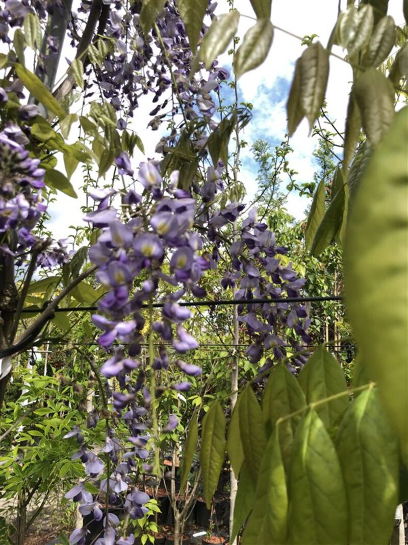 4x Blauweregen, Wisteria 'Prolific', klimplant, blauwe bloei, ca. 2.5-3 m hoog – foto 5 – kavel bij Onlineveilingmeester, Ederveen