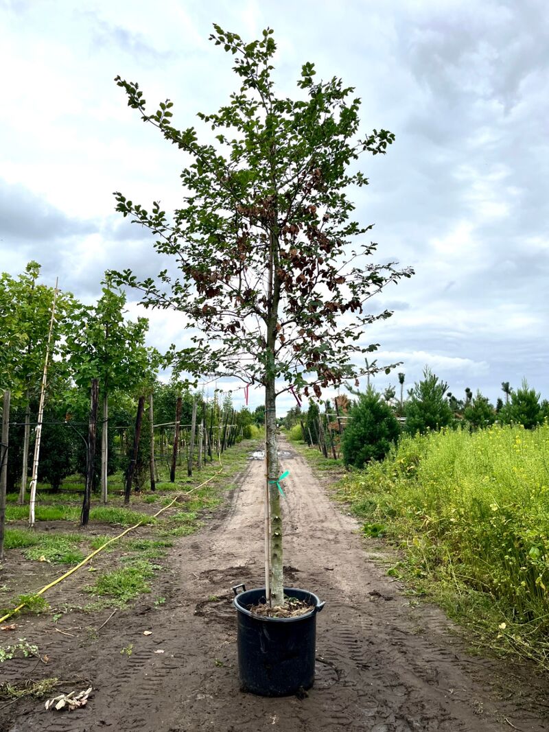 3x Beuk, Fagus Sylvatica, hoogstam, groenbladig, ca. 5 m hoog – foto 3 – kavel bij Onlineveilingmeester, Ederveen