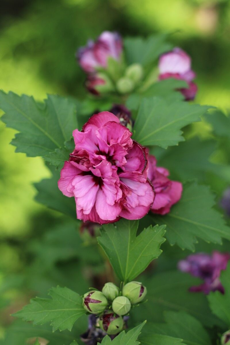5x Altheastruik, Hibiscus 'Duc De Brabant', sierheester, roze bloei, ca. 125-175 cm hoog – foto 3 – kavel bij Onlineveilingmeester, Ederveen