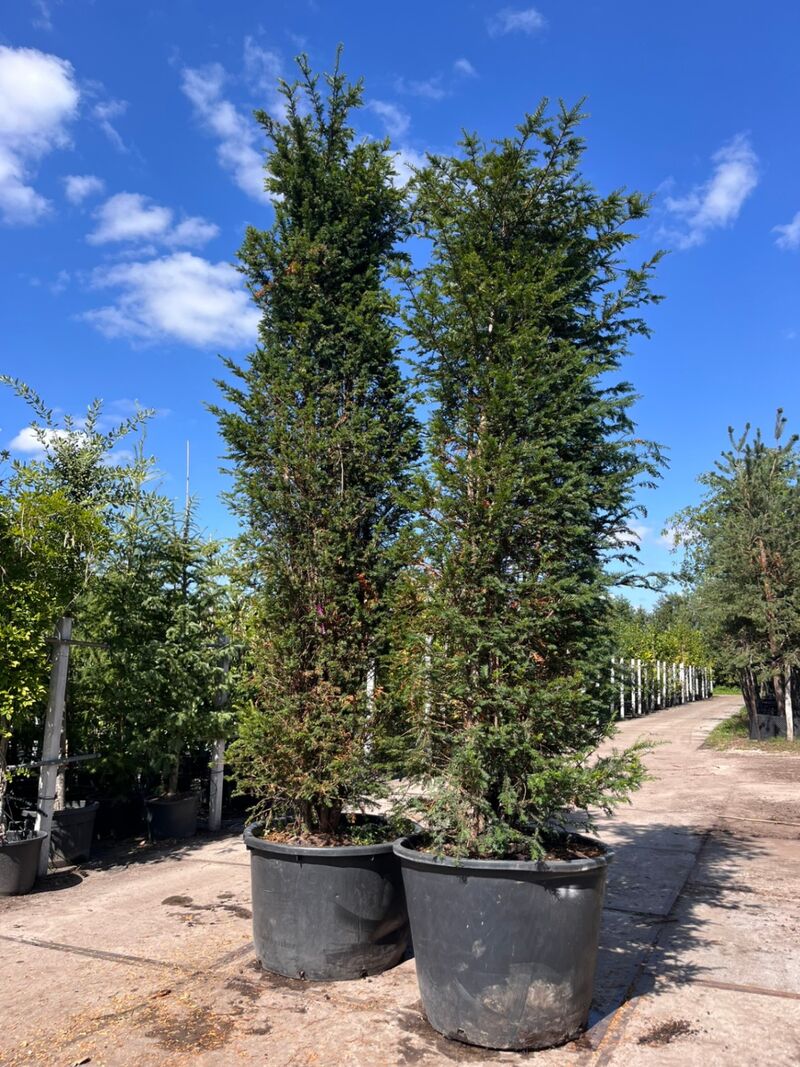 4x Venijnboom, Taxus Baccata, haagplant, wintergroen, ca. 400-450 cm hoog – foto 2 – kavel bij Onlineveilingmeester, Ederveen