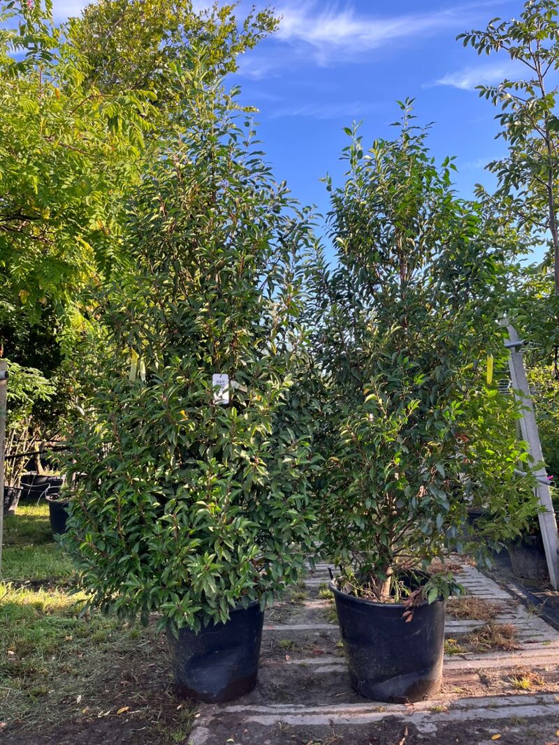 5x Portugese laurier, Prunus 'Angustifolia', haagplant, wintergroen, ca. 200-250 cm hoog – foto 3 – kavel bij Onlineveilingmeester, Ederveen