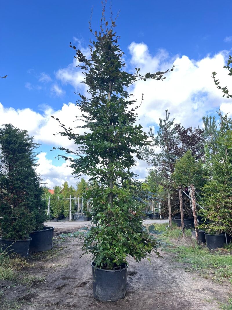 2x Rode beuk, Fagus 'Atropunicea', zuilvorm, roodbladig, ca. 5 m hoog – foto 2 – kavel bij Onlineveilingmeester, Ederveen