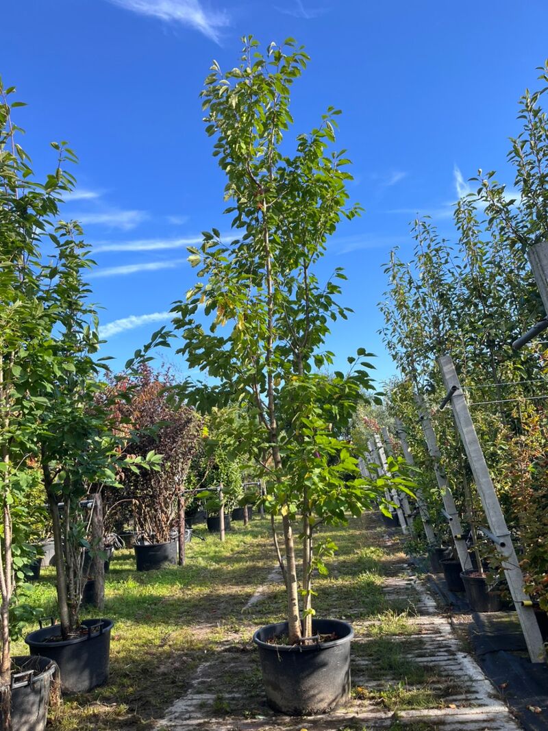 2x Japanse sierkers, Prunus 'Amanogawa', meerstammig, roze bloei, ca. 300-350 cm hoog – foto 2 – kavel bij Onlineveilingmeester, Ederveen