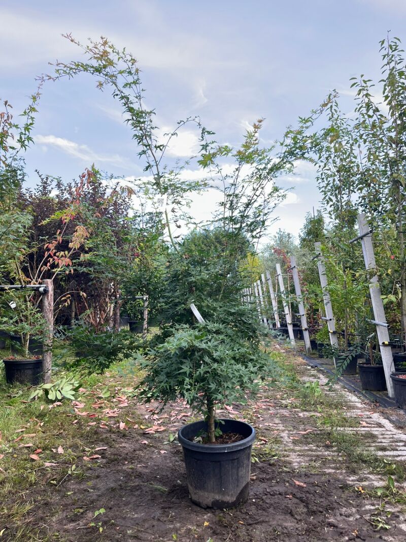 2x Japanse esdoorn, Acer Palmatum, meerstammig, rode herfstkleur, ca. 175-225 cm hoog – foto 2 – kavel bij Onlineveilingmeester, Ederveen