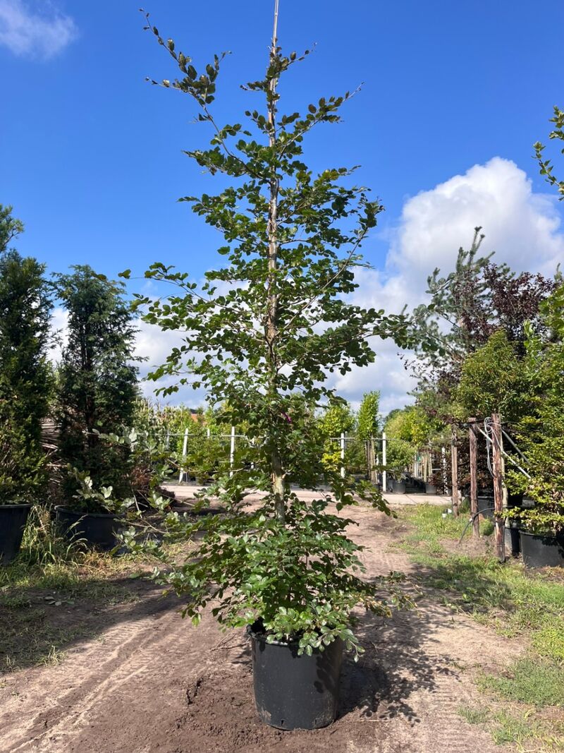 5x Rode beuk, Fagus 'Atropunicea', zuilvorm, roodbladig, ca. 4-5 m hoog – foto 4 – kavel bij Onlineveilingmeester, Ederveen