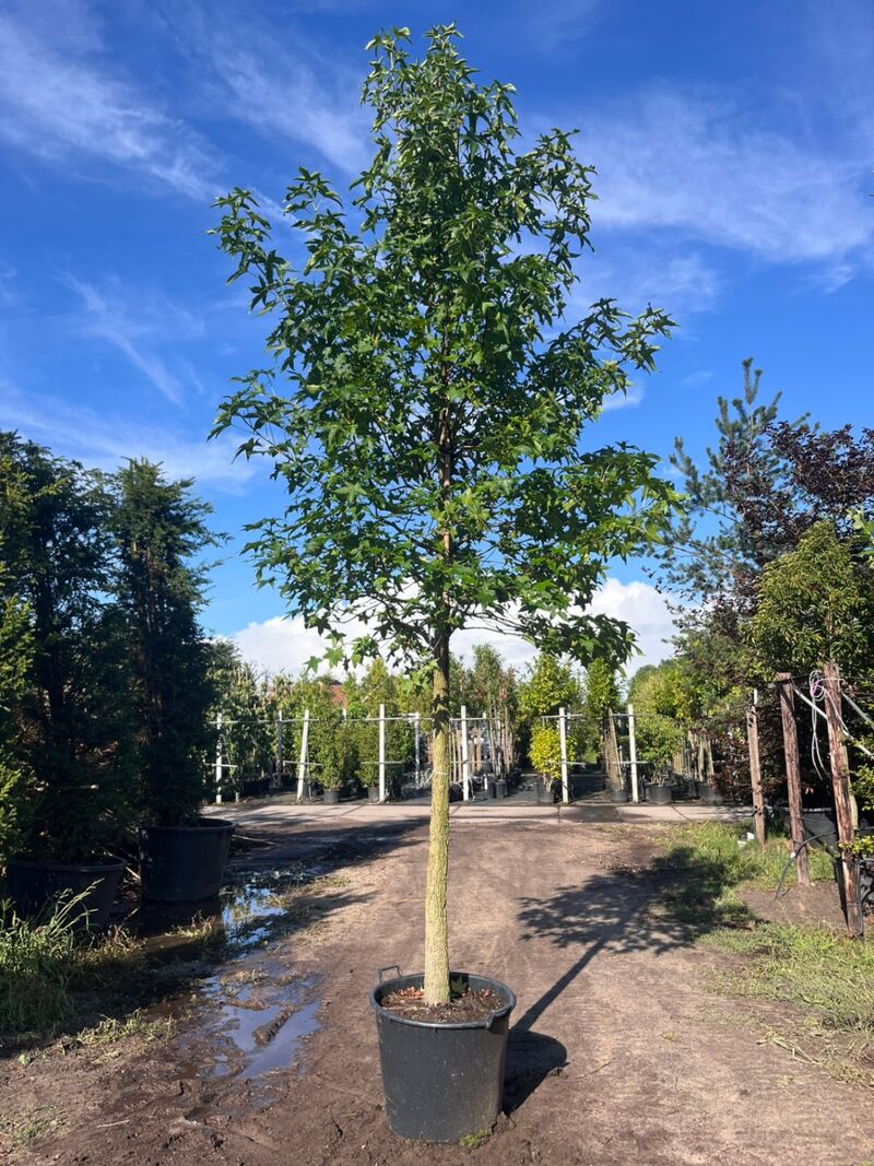 Ca. 10x Amberboom, Liquidambar Styraciflua, laanboom, Herfstverkleuring, ca. 5 m hoog – foto 4 – kavel bij Onlineveilingmeester, Ederveen