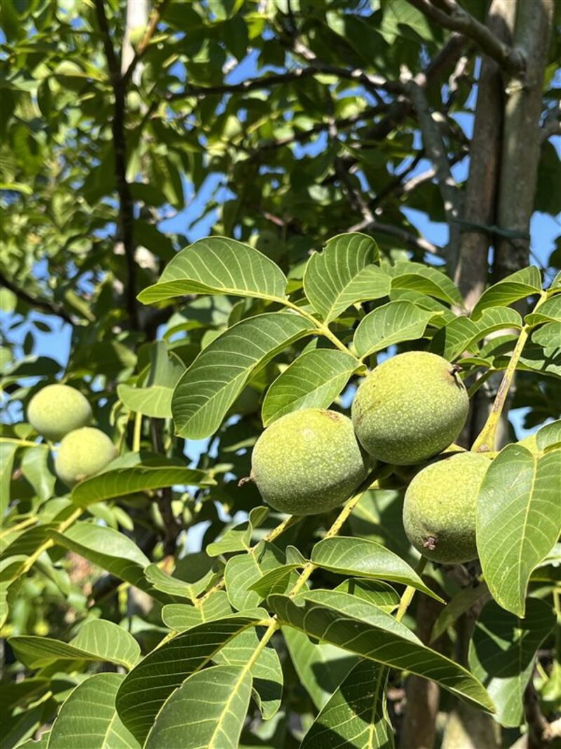 2x Walnotenboom, Juglans 'Chandler', vruchtboom, vruchtdragend, ca. 3.5 m hoog – foto 3 – kavel bij Onlineveilingmeester, Ederveen
