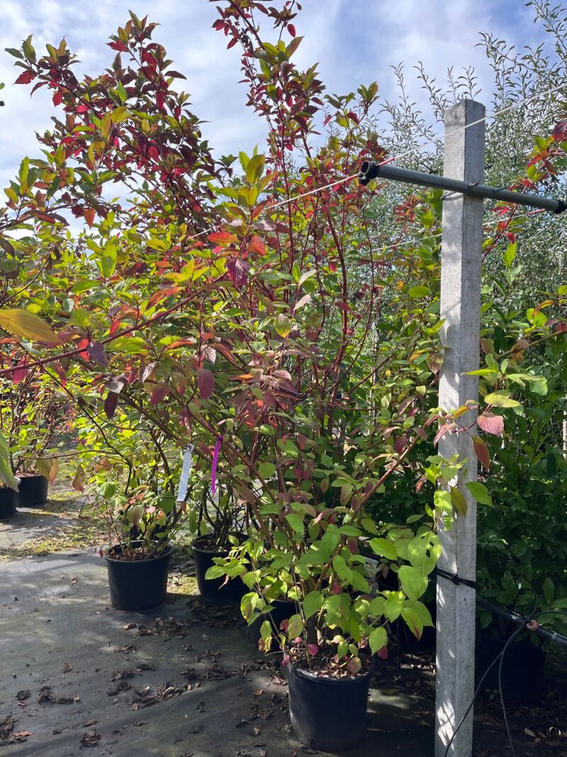 Ca. 25x Gemengde landschapshaag, Cornus Mas E.a., sierplantsoen, bloei/herfstverkleuring, ca. 75-200 cm hoog – foto 4 – kavel bij Onlineveilingmeester, Ederveen