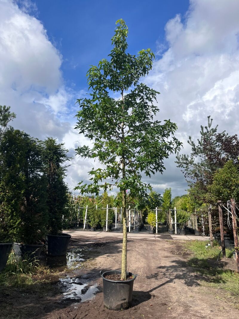 Ca. 10x Amberboom, Liquidambar Styraciflua, laanboom, Herfstverkleuring, ca. 5 m hoog – foto 6 – kavel bij Onlineveilingmeester, Ederveen