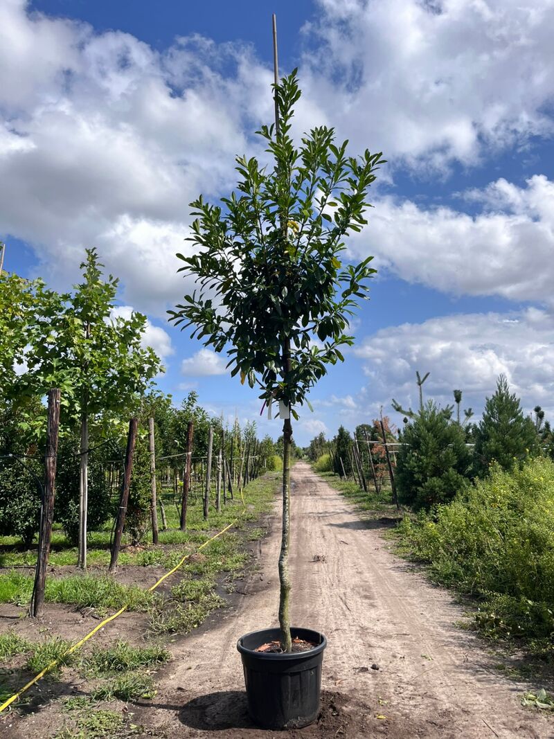 2x Laurierkers, Prunus 'Novita', leigeschikt, wintergroen, ca. 4 m hoog – kavel bij Onlineveilingmeester, Ederveen